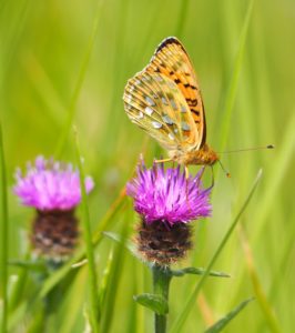 Dark Green Fritillary by former warden Martin D'Arcy