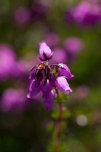 Bell Heather by former warden Jonathan Shavelar