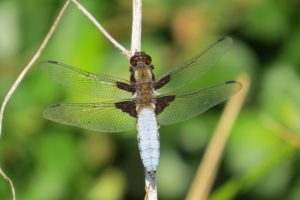 Broad-bodied Chaser dragonfly by Warden Michael