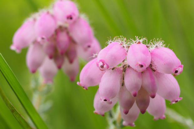 Crossed-leaved Heath by former warden Martin D'Arcy