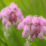Crossed-leaved Heath by former warden Martin D'Arcy