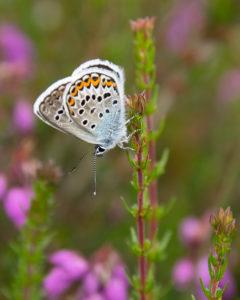 Silver-studded Blue butterfly at Hazeley Heath by Dave Braddock.