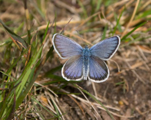 Silver-studded Blue butterfly at Hazeley Heath by Dave Braddock.