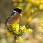 Photograph of a male stonechat perched on gorse