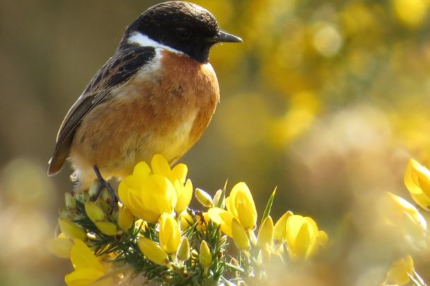 Stonechat by Warden Michael