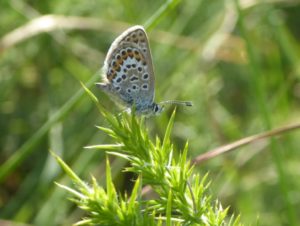 Silver-studded Blue butterfly taken by Trudi