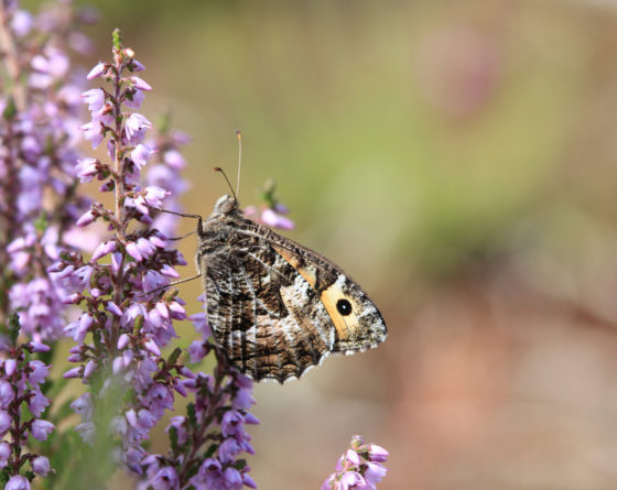 Grayling butterfly taken by Rob Solomon