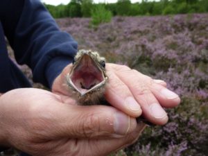 Nightjar chick reared in August