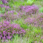 Bell Heather (credit Martin D'Arcy)