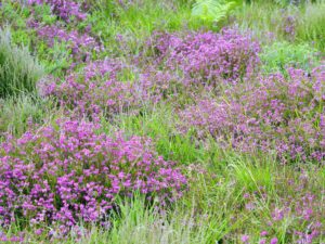 Bell Heather (credit Martin D'Arcy)