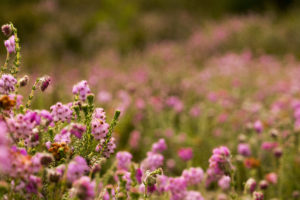 Cross-leaved Heath (credit Jonathan Shavelar)