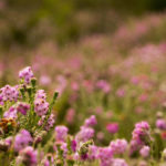 Cross-leaved Heath (credit Jonathan Shavelar)