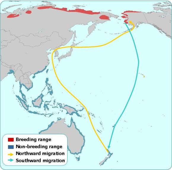 Journeys of the Bar-tailed Godwit. Source: datazone.birdlife.org.