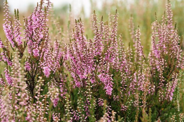 Common Heather or Ling in flower for Heath Week!