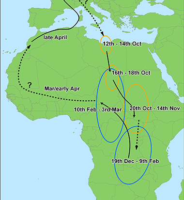 Nightjar migration route recorded by the British Trust for Ornithology (https://www.bto.org/about-birds/species-focus/nightjar)