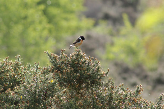 Stonechat - credit Bryony Davison