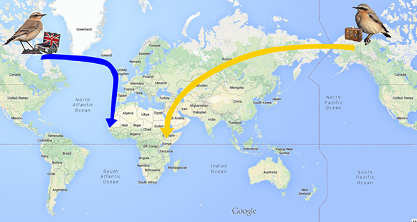 Migration routes of the Wheatear. Source: www.allaboutbirds.org