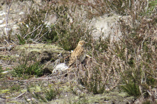 Woodlark - credit Michael Jones