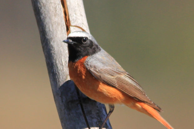 Redstart - credit Rob Solomon