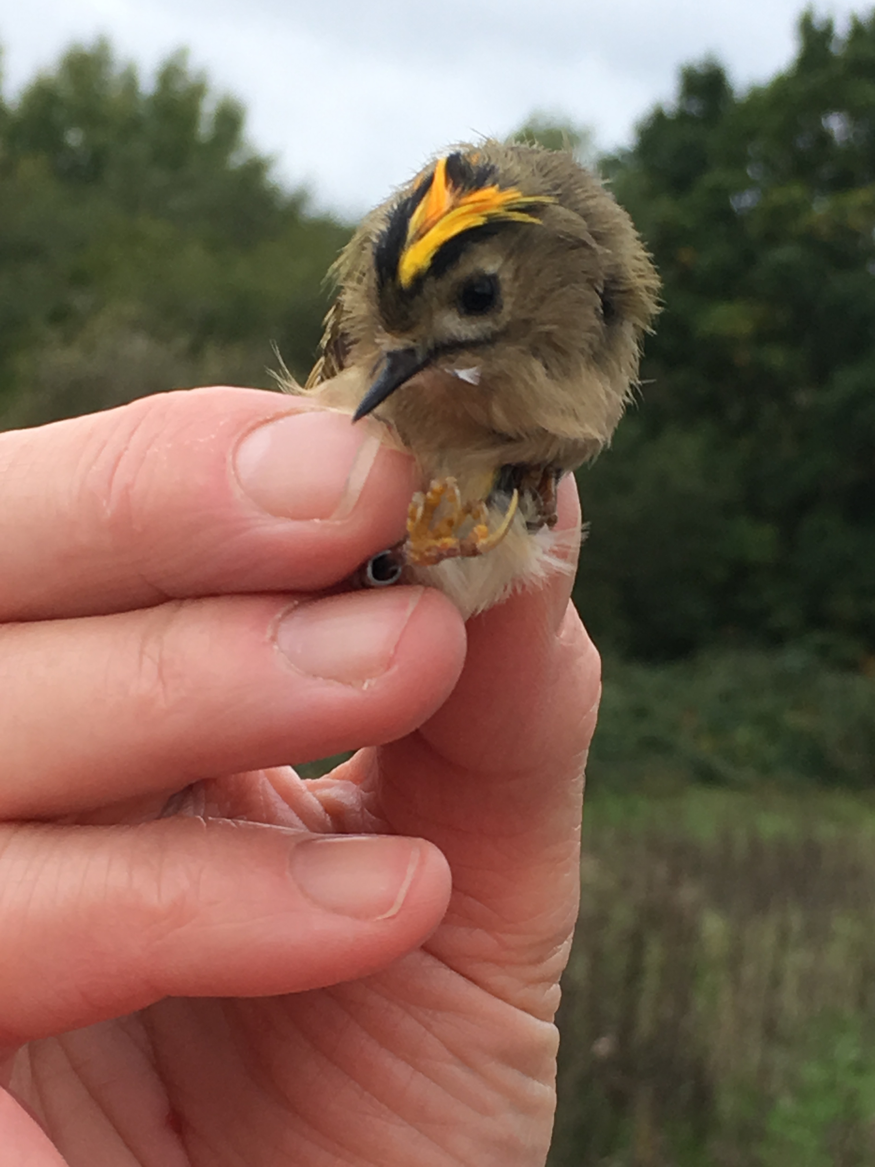 Firecrest ringed at Hazeley Heath