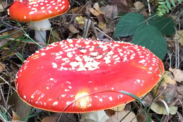 Fly agaric toadstool