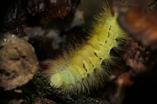 Pale Tussock Moth caterpillar by Michael Jones