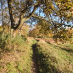 Autumn colours at Bisley Common