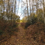 Woodland path at Bisley Common