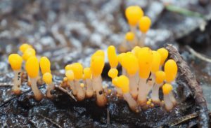 Bog Beacon fungus by Martin D'Arcy