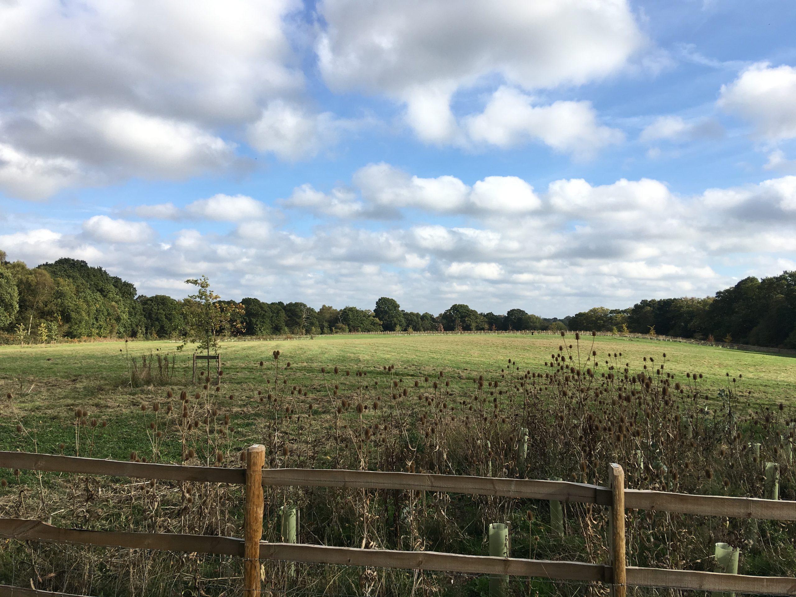 Chertsey Common, Longcross Thames Basin Heaths