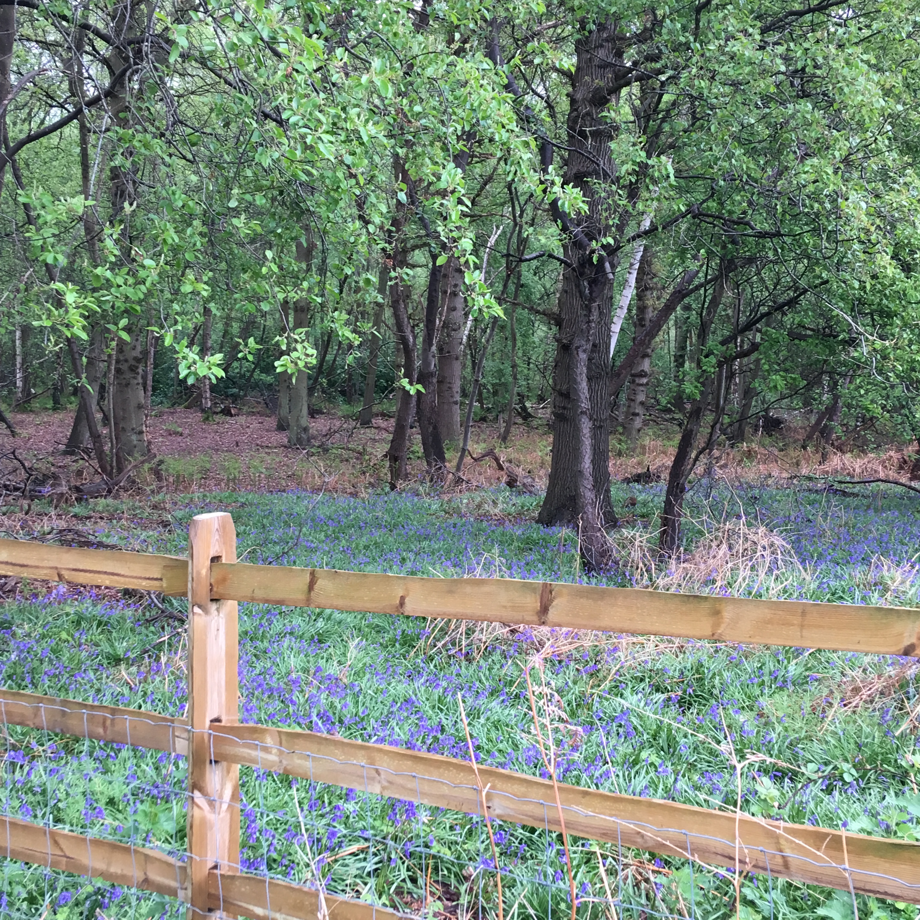 Chertsey Common, Longcross Thames Basin Heaths