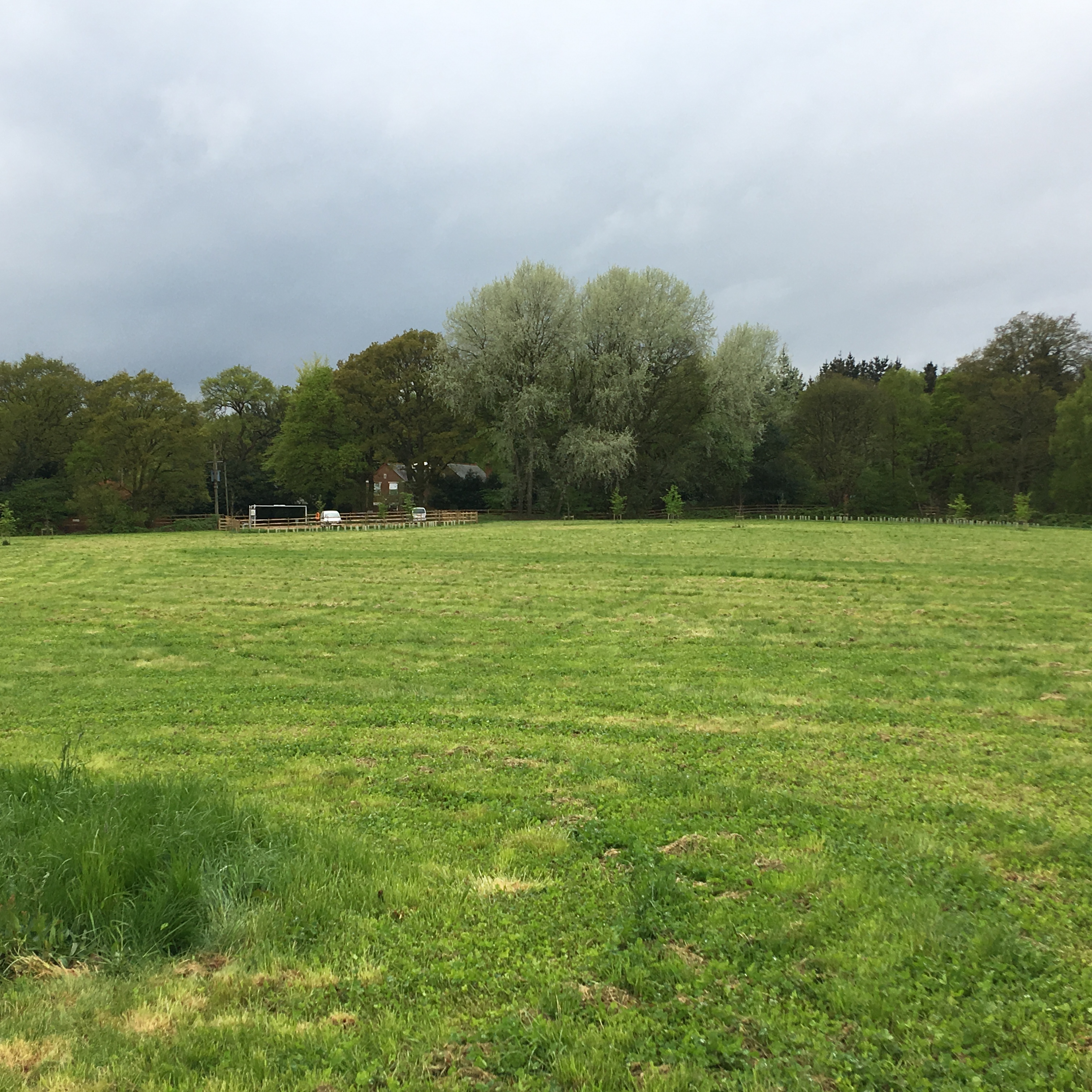 Chertsey Common, Longcross Thames Basin Heaths