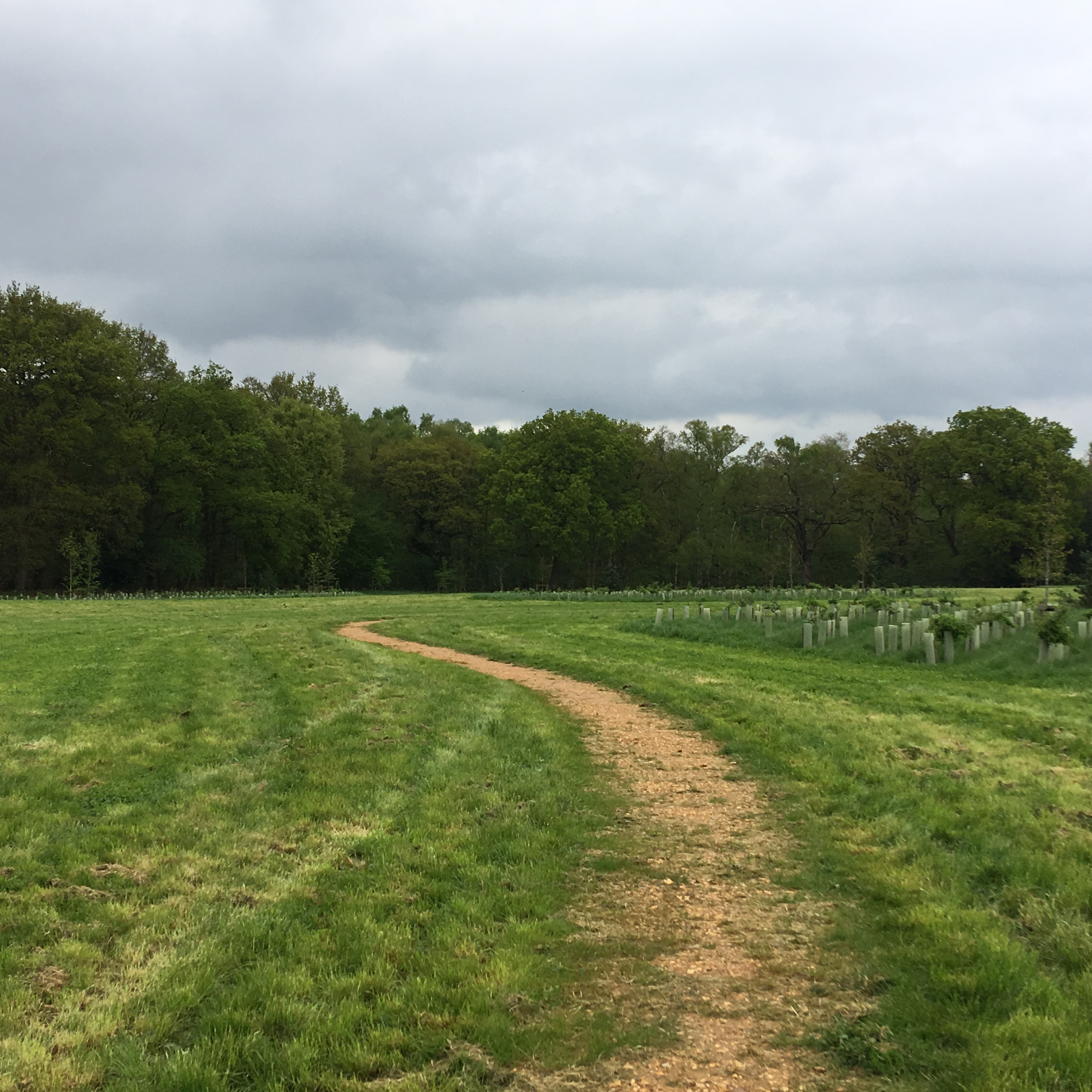 Chertsey Common, Longcross Thames Basin Heaths