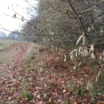 Chertsey Common