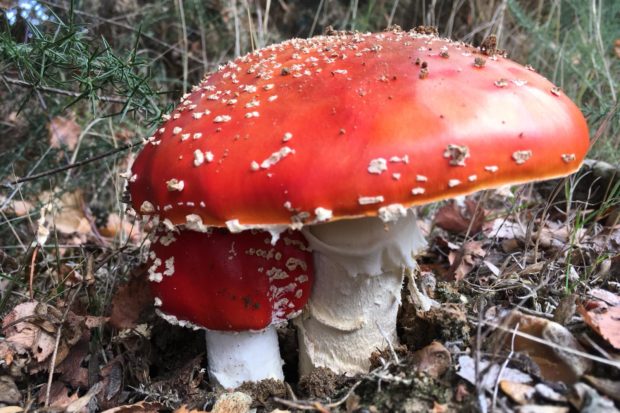 Fly Agaric fungus by Trudi Righton