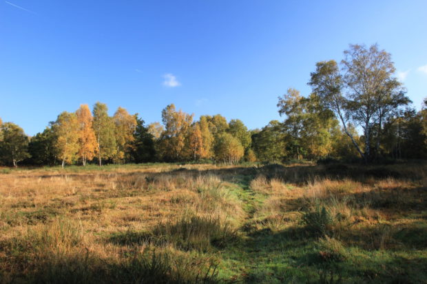 Bisley Common