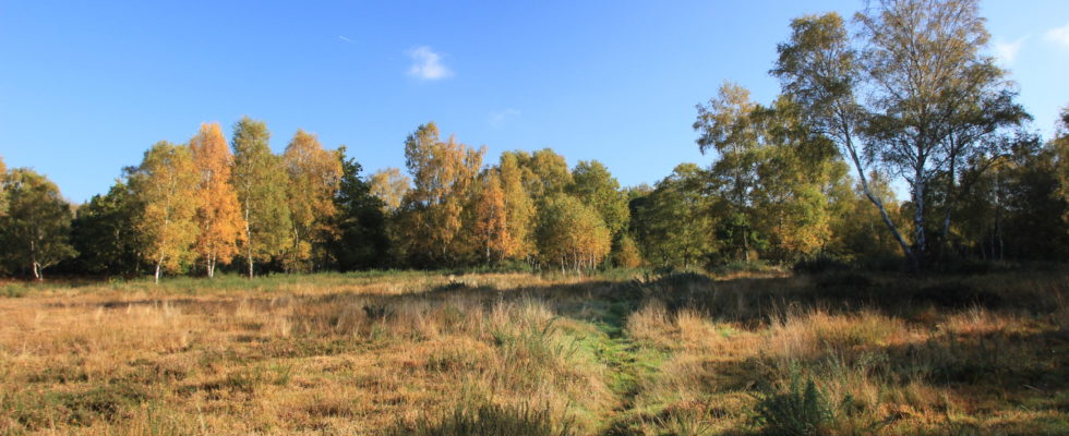 Bisley Common