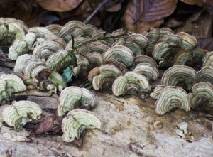 Turkey Tail fungus by Jonathan Shavelar