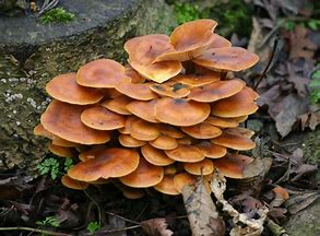 Fungi sherbet saucers? Definitely not pick and mix!