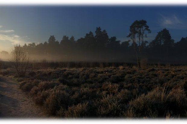 Ockham Common