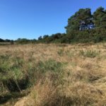 View of the wild meadow and up to one of the wooden knolls