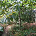 Chobham Place Woods by Snr Warden Sarah