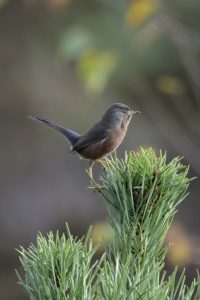 Dartford Warbler by Ralph Clark
