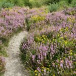 Heather in the Thames Basin by Gary Attfield.