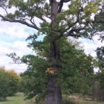 Veteran Oak at Homewood Park