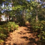 Photo of a woodland path