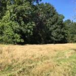 Photo of a small meadow surrounded by oak trees