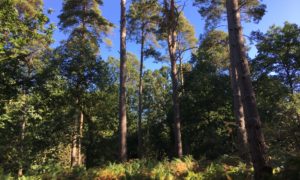 Photo of tall pine trees against a blue sky