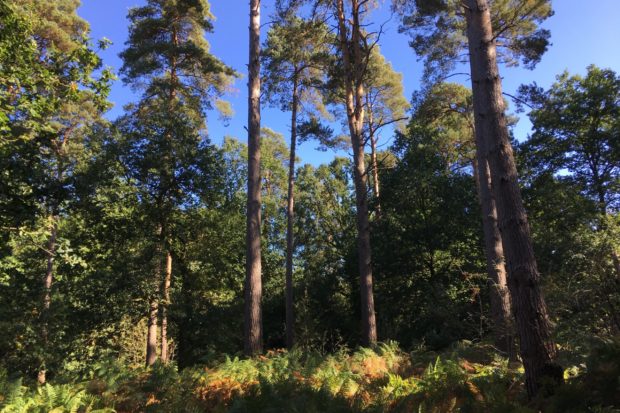 Photo of tall pine trees against a blue sky