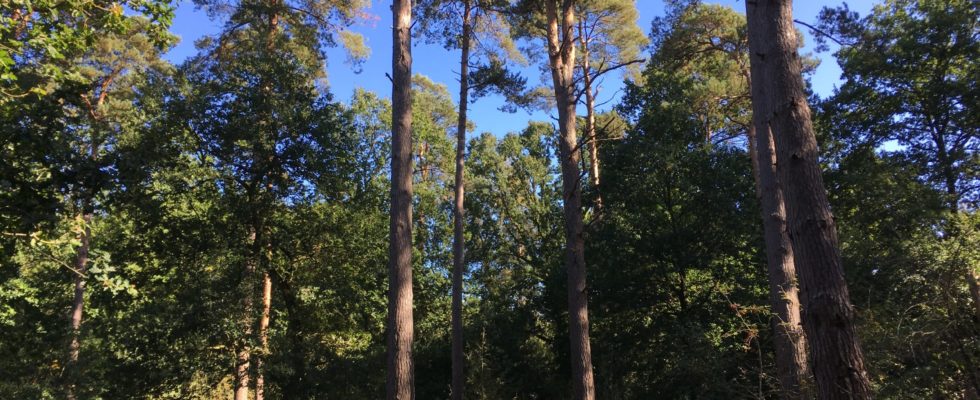 Photo of tall pine trees against a blue sky
